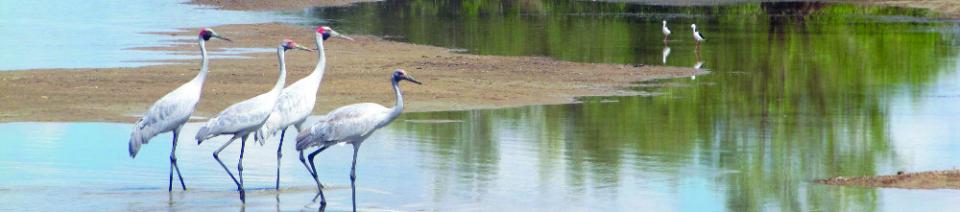 Brolgas on the Nicholson River