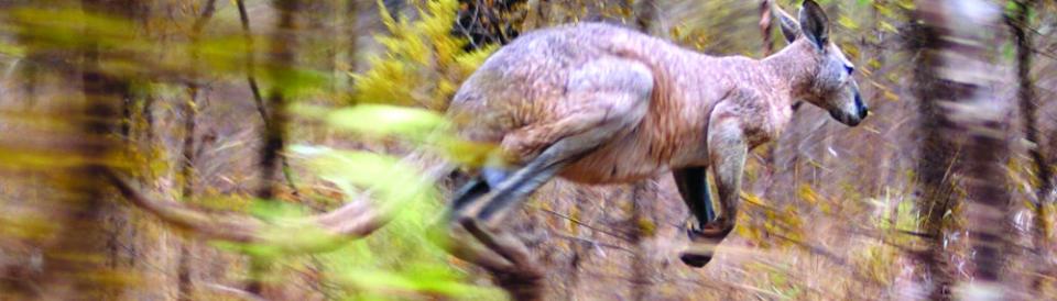 Wallaroo along the Savannah Way