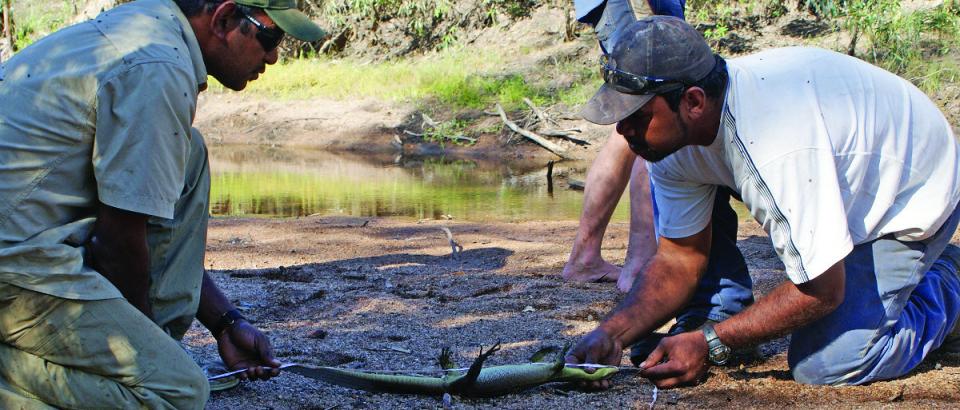 Biodiversity monitoring