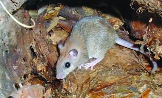 Carpentaria Rock Rat