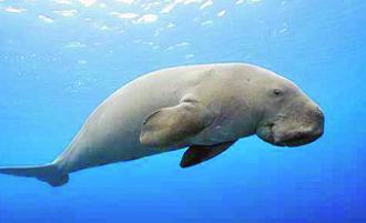 Dugong